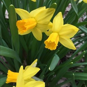 Meet your Posher, Morgan